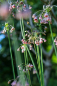 Allium Siculum