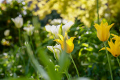Tulips