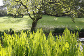 Fern