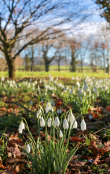 Snowdrop