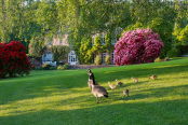 Canadian Geese