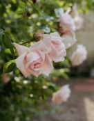 Climbing rose
