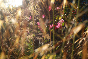 Stipa Gigantica