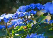 Hydrangea Marcophylla