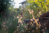 Grasses