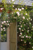 Climbing rose
