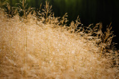 Deschampsia cespitosa 'Goldtau'