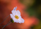 Anemone with red maple background