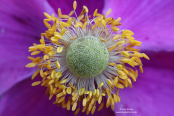 Anemone hupehensis 'Hadspen Abundance'