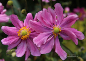 Anemone hupehensis var. japonica 'Bressingham Glow'