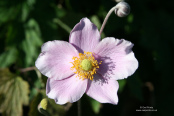 Anemone × hybrida 'Robustissima'