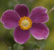 Anenome X Hybrida Mauve