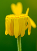 Anthemis tinctoria