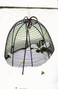 Antique Plant Cage