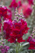 Antirrhinum F1 Liberty Classic Crimson