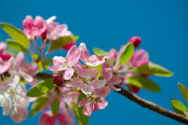 Apple Blossom against a Blue Sky