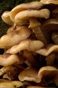 Armillaria mellea Honey Fungus