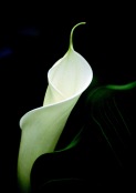 Arum Lily