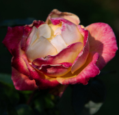 As summer begins to fade