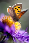 Aster novae-angliae 'Violetta' with Small Copper Butterfly