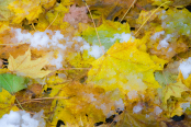 Autumn Leaves in Snow