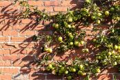 Golden apples