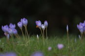 Autumn Crocus