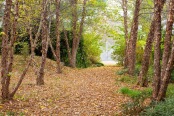 Autumn Stroll