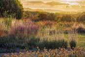 Autumn Symphony, Hoes·Oudolf Ulsan Garden