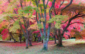 Acers in Autumn