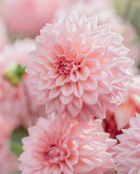 Dahlia 'Dawn Sky'