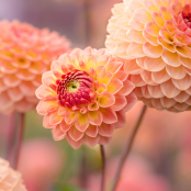 Dahlia 'Blyton Softer Gleam'