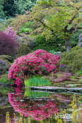 Azalea Reflections at Cholmondeley Castle