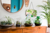 Terrariums - Indoor Plants