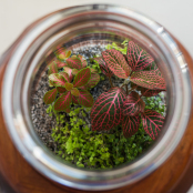 Fittonia in a  Terrarium