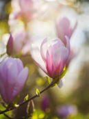 Magnolia 'Pinkie' 