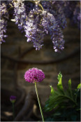 Allium and wisteria for NGS open gardens