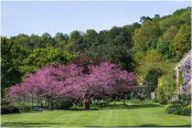 Cercis Siliquastrum - the 'Judas Tree'