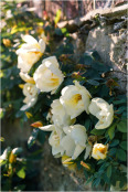 Old garden roses on wall