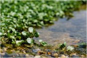 Local watercress in peak season
