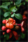 Chaenomeles japonica Sargentii in April