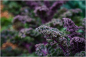 Kale 'Kalbri'