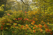 Firery Azaleas at Borde Hill