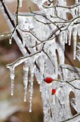 Icicle branches & berries