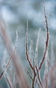 Rhus in winter