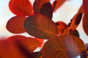 Back-lit Cotinus