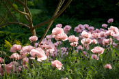 Late Evening Light on Oriental Poppies