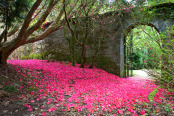 Rhododendron Petal Carpet, Kilmory Castle