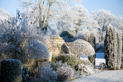 Hoar Frost on Topiary and Trees