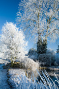 Hoar Frost on Pond and Trees